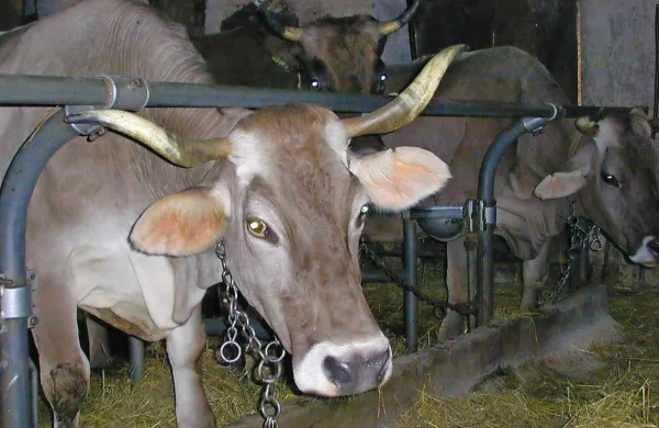 Fotografija je simbolična.