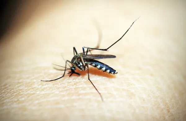 V Italiji trije mrtvi zaradi virusa zahodnega Nila