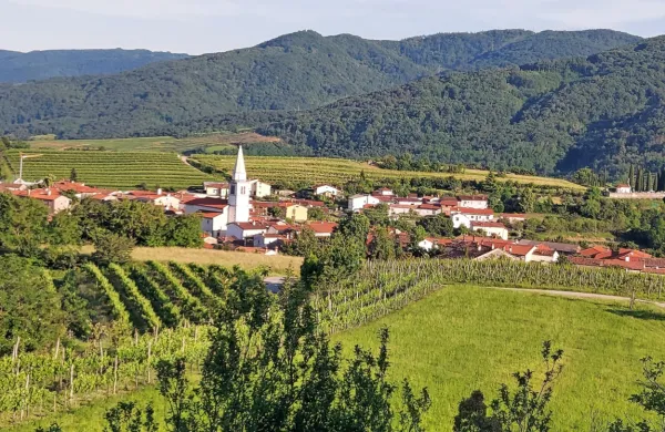 Vipavci so v strategiji  razvoja kmetijstva v občini  do leta 2034  predvideli  dvig  kmetijske proizvodnje in 
lokalne oskrbe, s tem pa tudi večje   prihodke kmetijskih gospodarstev. 

 