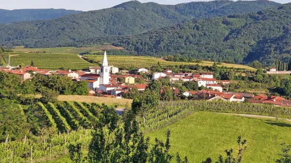 Vipavci so v strategiji  razvoja kmetijstva v občini  do leta 2034  predvideli  dvig  kmetijske proizvodnje in 
lokalne oskrbe, s tem pa tudi večje   prihodke kmetijskih gospodarstev. 

 