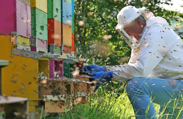  Letošnja čebelarska sezona je v primerjavi z zadnjimi nekaj 
sezonami nadpovprečna. 