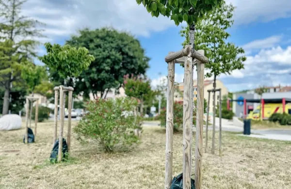 V Portorožu zalivalne vreče za drevesa