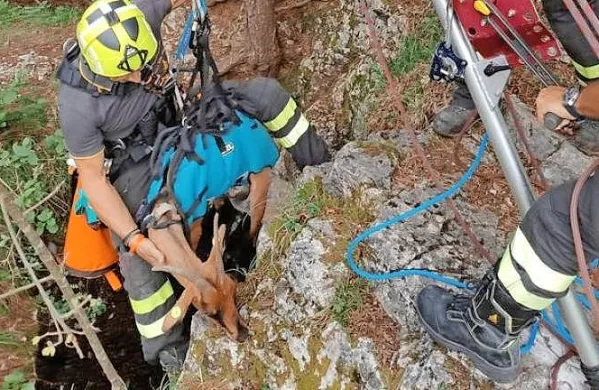 Gasilci in jamarski reševalci so rešili kozo, ki je padla v  jamo.