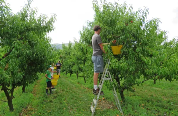 Na Prvačkem polju, kjer je nekoč kraljevala breskev,  je  ostala le še 
desetina nekdanjih nasadov. 