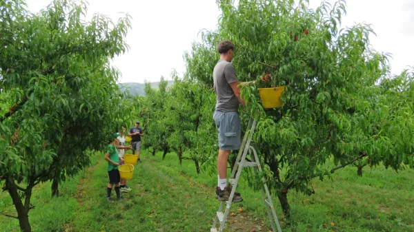 Na Prvačkem polju, kjer je nekoč kraljevala breskev,  je  ostala le še 
desetina nekdanjih nasadov. 