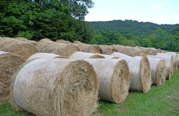 Fotografija je simbolična.