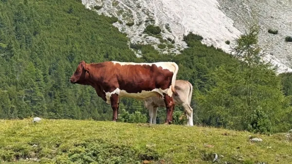 Zaradi stroškov in omejitev je v Evropi vse manj govedoreje.