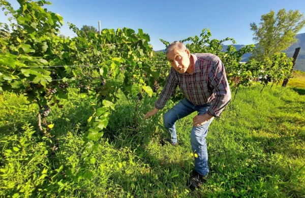 Stojan Ušaj v mladem vinogradu,  iz katerega je (so) nepridiprav(i) 
odnesel sto kovinskih opor.