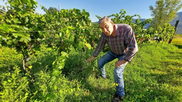 Stojan Ušaj v mladem vinogradu,  iz katerega je (so) nepridiprav(i) 
odnesel sto kovinskih opor.
