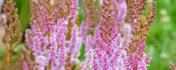 Vrtne kresnice so dragocene, ker uspevajo ravno v takih okoljih, ki 
so po godu tudi polžem, a jim te k sreči ne teknejo. 