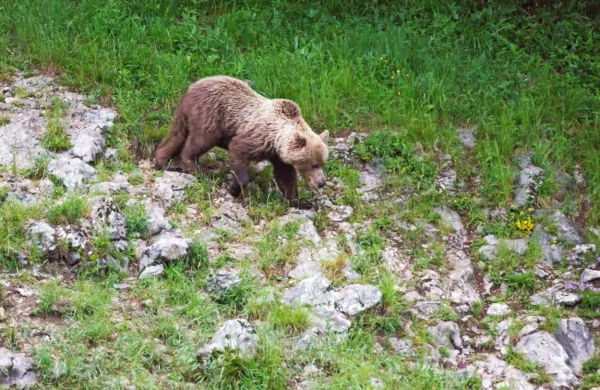 Medvedi se ne srečujejo z ljudmi zgolj na odročnih gozdnatih 
območjih, temveč tudi v naseljih. 
