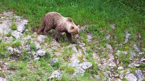 Medvedi se ne srečujejo z ljudmi zgolj na odročnih gozdnatih 
območjih, temveč tudi v naseljih. 