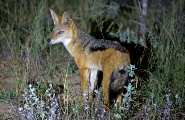   Blizu  hiše  v  Lokavcu  je  žensko  napadel  šakal.