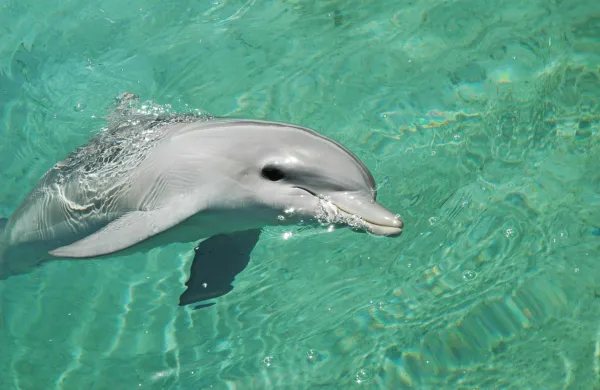 Fotografija je simbolična.