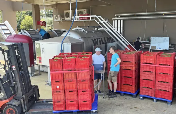  Kot vselej se trgatev zelo zgodaj začne pri Sirkovih (Bjana), ki v 
veliki večini pridelujejo peneča vina. 