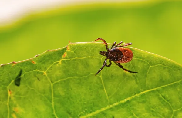  

 Klopi so   zelo občutljivi na sušne razmere.