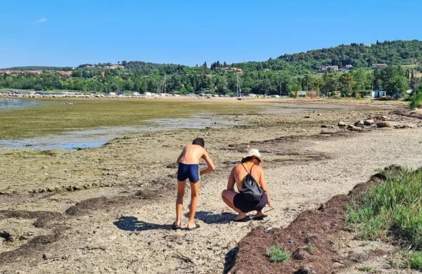 Nabiranje lupin sicer ni kaznivo dejanje ali prekršek, vendar si v 
Ankaranu želijo, da se ne bi dogajalo.