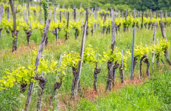 Vipava: &scaron;tipendije za mlade, ki se bodo usmerili v kmetijstvo