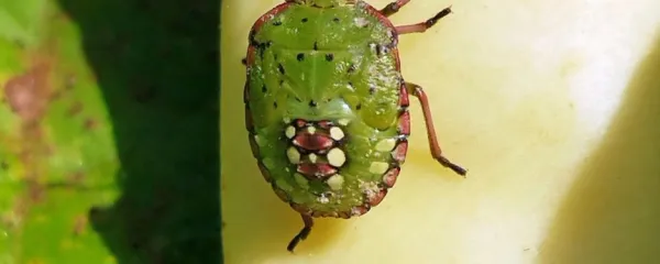 Eden od zadnjih stadijev nimfe zelene smrdljivke, ki še vedno ne leti.