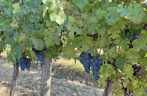 Obetajo se precej hladnejši dnevi, kot smo jih bili vajeni še minuli 
teden. 