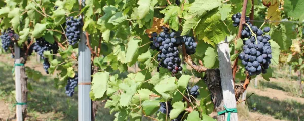 Vino kot razglednica in vabilo na obisk