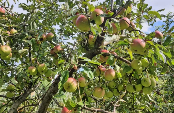 Letošnja letina jabolk v Sloveniji je tretja najslabša v zadnjem 
desetletju, medtem ko je pridelek hrušk nekaj večji kot lani, a tudi 
ta količinsko skromen.