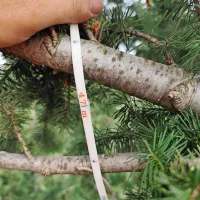 Brkinska duglazija je najvišje izmerjeno drevo v Kraškem gozdnogospodarskem območju.