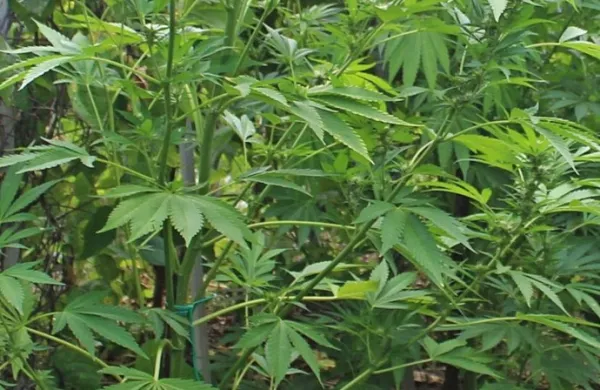 Hi&scaron;na preiskava v enem od naselij v občini Kanal ob Soči