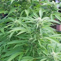 Hi&scaron;na preiskava v enem od naselij v občini Kanal ob Soči