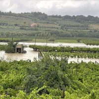 Vinogradi v Vanganelski dolini so bili poplavljeni.