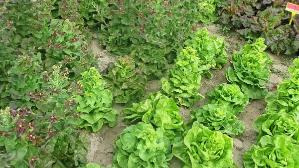 Zimska rjavka ima krajšo vegetacijo kot nansen, kar je lepo vidno 
na sliki.  (foto: Miša Pušenjak)