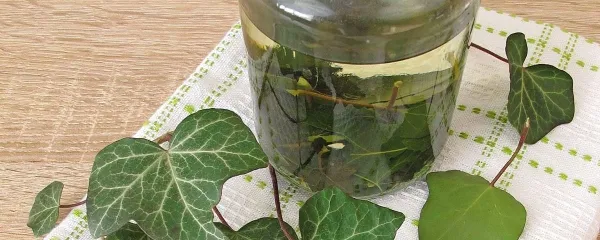 Doma izdelan detergent iz bršljana.