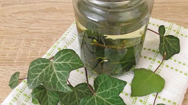 Doma izdelan detergent iz bršljana.