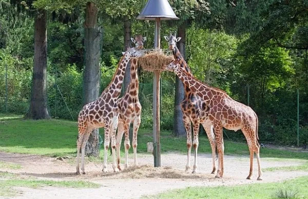 Cveto je bil predstavnik podvrste nubijska žirafa (Giraffa camelopardalis ssp. camelopardalis). Vrsta sodi v evropski program 
vzreje ogroženih vrst.