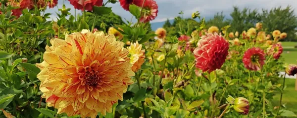 Dalije nas nagradijo s spektaklom barv. 