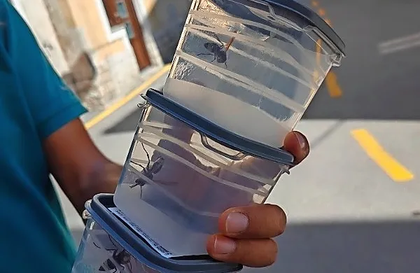 Orientalski sršeni, najdeni v središču Kopra