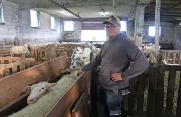 Jure Podobnik, predsednik društva rejcev drobnice Idrija Cerkno, 
je svojo čredo z različnimi ukrepi ubranil BTV. Žal to mnogim ni 
uspelo, obveznega cepljenja pa se ob 24 sevih bolezni bojijo.