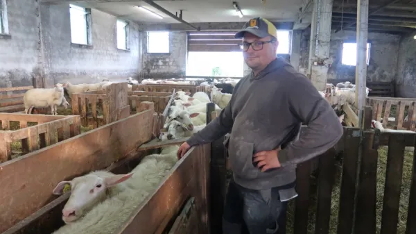 Jure Podobnik, predsednik društva rejcev drobnice Idrija Cerkno, 
je svojo čredo z različnimi ukrepi ubranil BTV. Žal to mnogim ni 
uspelo, obveznega cepljenja pa se ob 24 sevih bolezni bojijo.