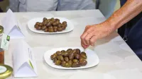 Danes bo v koprski Borilnici Festival namiznih oljk