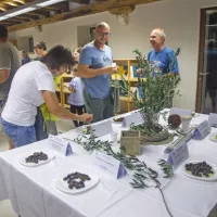 (FOTO) Picholine so premagale štorte