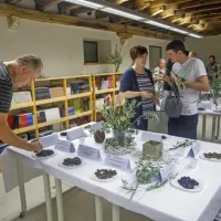 (FOTO) Picholine so premagale štorte