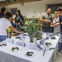 (FOTO) Picholine so premagale štorte