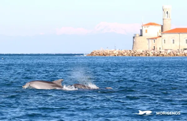 Vsi delfini v severnem Jadranu ne jedo enake hrane.