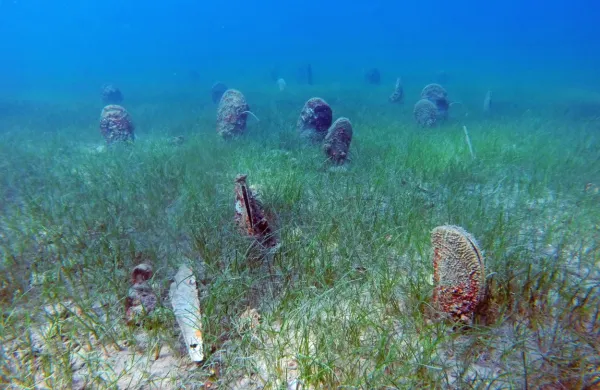 Leščur nudi zatočišče in podporo drugim vrstam, zlasti filtratorjem, hkrati pa sam deluje kot močan biološki filter, ki 
zmanjšuje motnost vode.