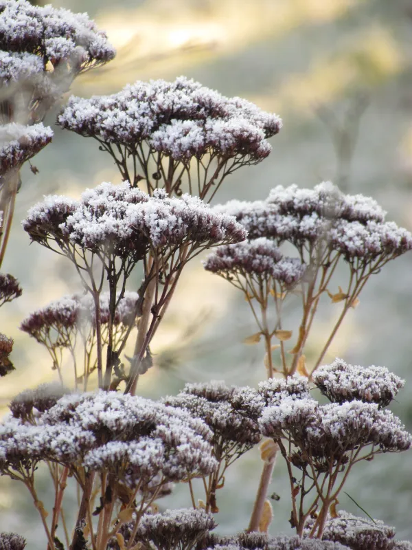 Kaj jeseni rezati v okrasnem vrtu
