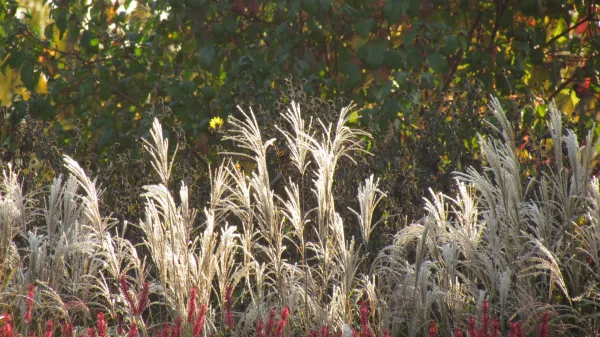 Kaj jeseni rezati v okrasnem vrtu