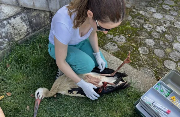 Veterinarka je hitro in primerno poskrbela za poškodvano ptico.