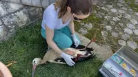 Veterinarka je hitro in primerno poskrbela za poškodvano ptico.