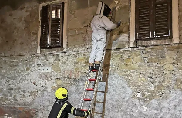 Koprski poklicni gasilci so najprej oblekli zaščitna oblačila, nato 
pa so se po lestvi povzpeli do vhoda gnezda.



