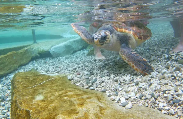 Glavata kareta (Caretta caretta)